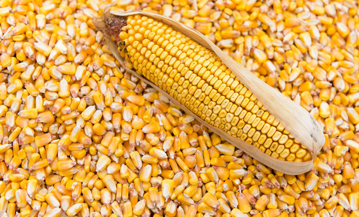 بخیه زدن دانههای ذرت با دقتی باورنکردنی + فیلم