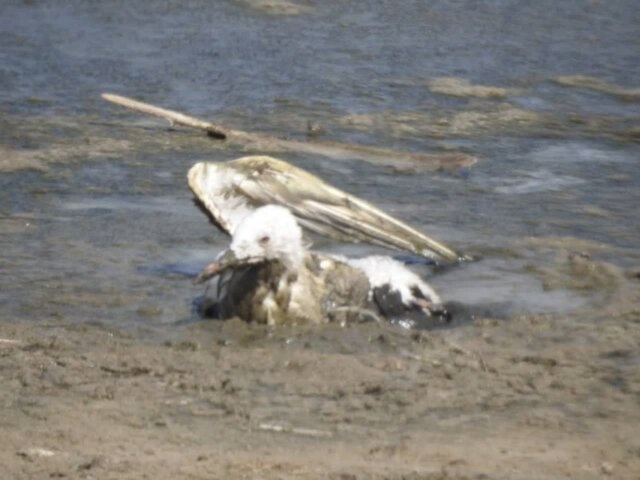 مرگ دردناک ۱۷۰ پرنده هورالعظیم در برخورد با کابلهای برق + عکس