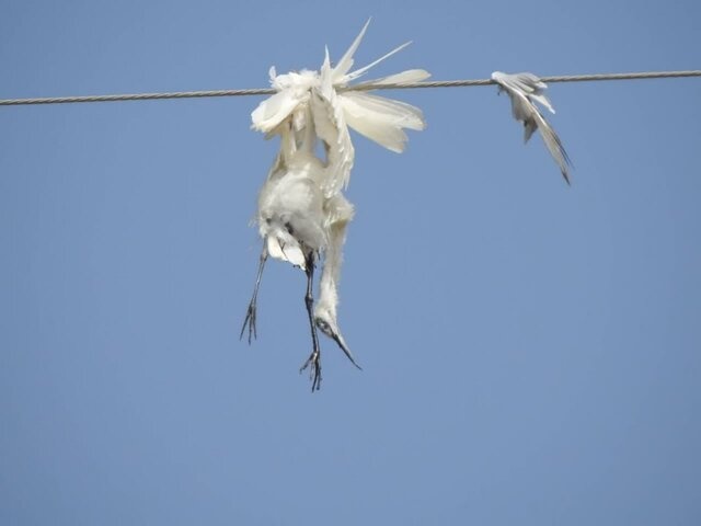 مرگ دردناک ۱۷۰ پرنده هورالعظیم در برخورد با کابل‌های برق + عکس