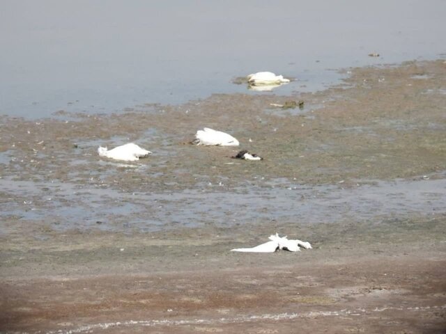 مرگ دردناک ۱۷۰ پرنده هورالعظیم در برخورد با کابلهای برق + عکس