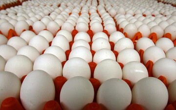 قیمت تخم مرغ بسته ۲۰ عددی چند؟ (۲۸ تیر)