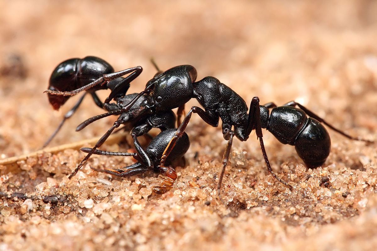 مورچه‌هایی که به هیچ چیز رحم نمی‌کنند حتی انسان! + فیلم