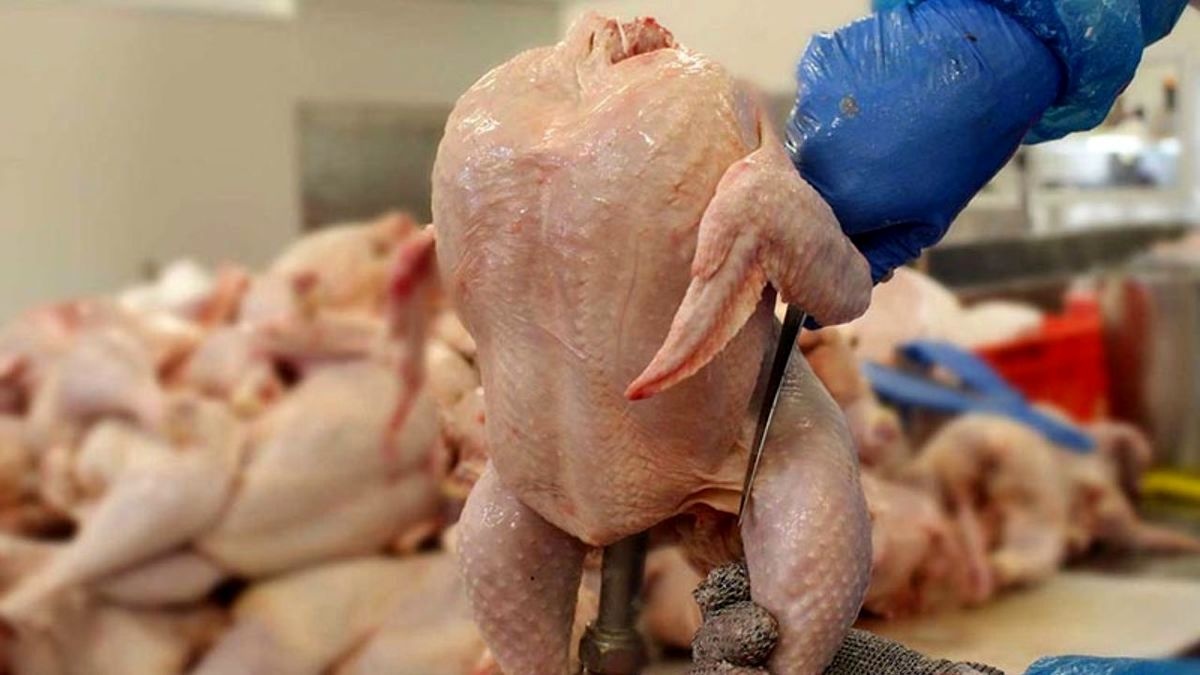 خبر مهم درباره عرضه مرغ / قیمت مرغ کاهش می‌یابد؟