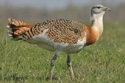 نادرترین پرنده ایران در خطر انقراض
