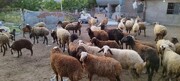 نرخ جدید دام زنده / هر کیلو گوسفند کشتار ۲۰۰ هزار تومان شد