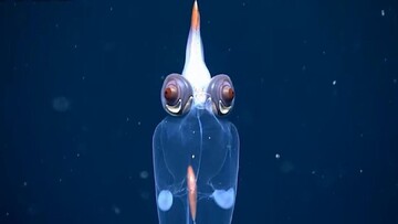 کشف یک ماهی عجیب‌الخلقه در اعماق دریا + عکس