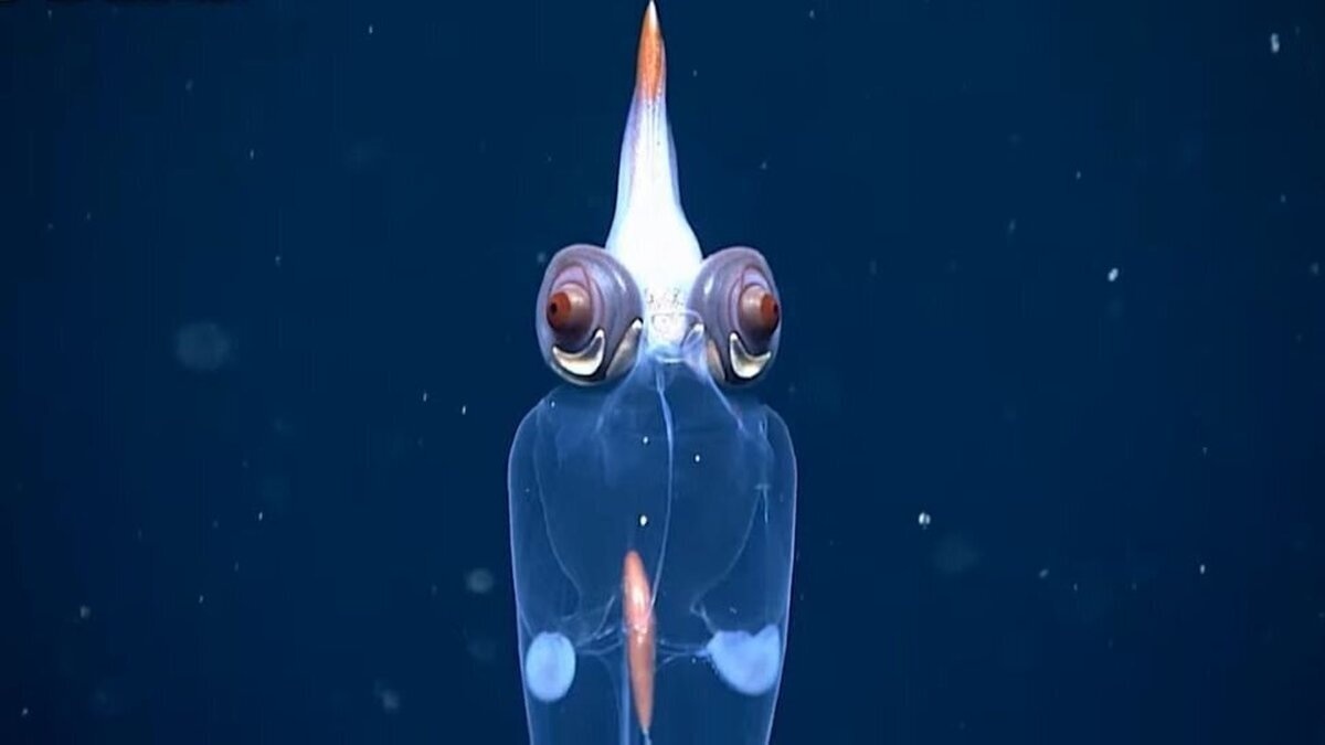 کشف یک ماهی عجیب‌الخلقه در اعماق دریا + عکس