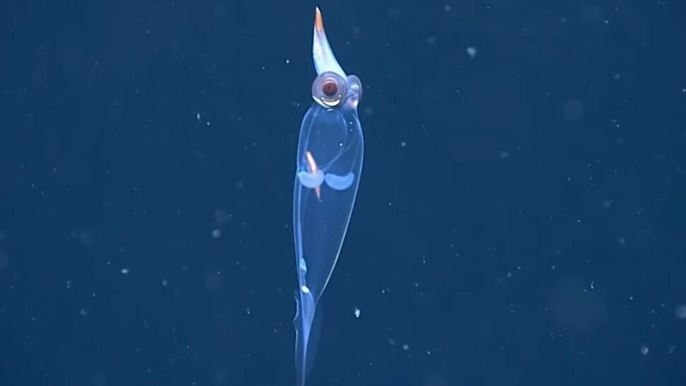 کشف یک ماهی عجیبالخلقه در اعماق دریا + عکس