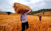 چرا قیمت گندم باید افزایش بیابد؟