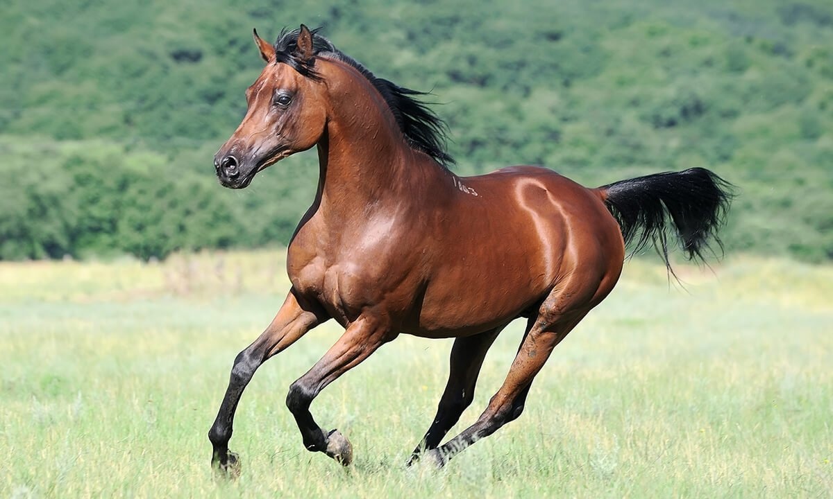 زیباترین اسب جهان انتخاب شد! + عکس