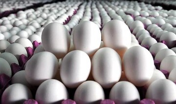 قیمت تخم مرغ در بازار چند؟ + جدول (۱۵شهریور)
