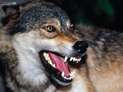 حمله دسته‌جمعی گرگ‌ها به یک روستا / ۴ نفر مجروح شدند