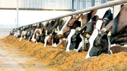 بازار عمان و قطر را برای صادرات محصولات لبنی از دست داده‌ایم / فقط به پاکستان شیر خشک به صورت قاچاق می‌فروشیم