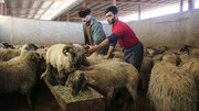 فوری؛ قیمت جدید گوسفند زنده اعلام شد