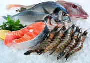 ماهی شیر تازه و سالم؛ محبوب‎ترین ماهی دریای جنوب چه مشخصاتی دارد؟ + لیست قیمت انواع ماهی