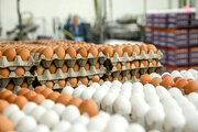 قیمت تخم‌مرغ پایین‌تر از نرخ مصوب عرضه می‌شود