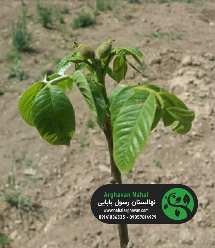 میلیاردر شدن با خرید نهال گردو و بادام تصویر نهال گردو ژنوتیپ