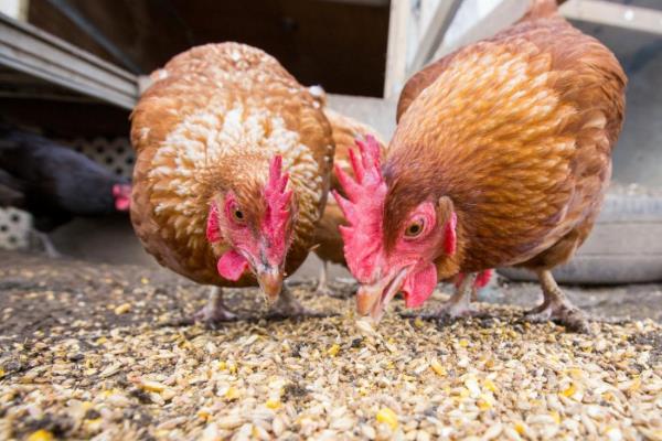 چگونه مرغها سیستم غذایی جهان را تسخیر کردند؟