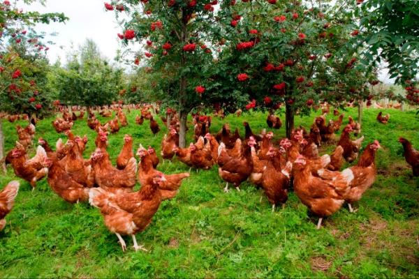چگونه مرغها سیستم غذایی جهان را تسخیر کردند؟