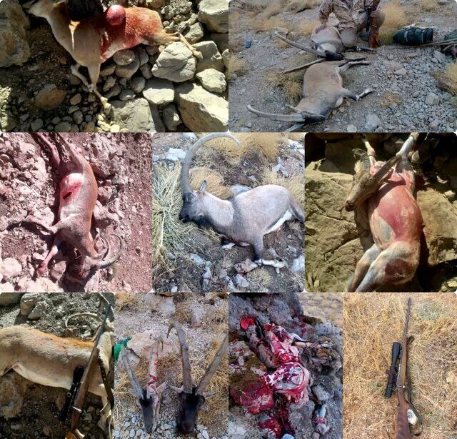 شکارچی ۹ راس کَل دنا زندانی شد (حاوی تصاویر دلخراش)