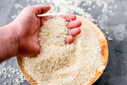 برنج هندی ارزان شد