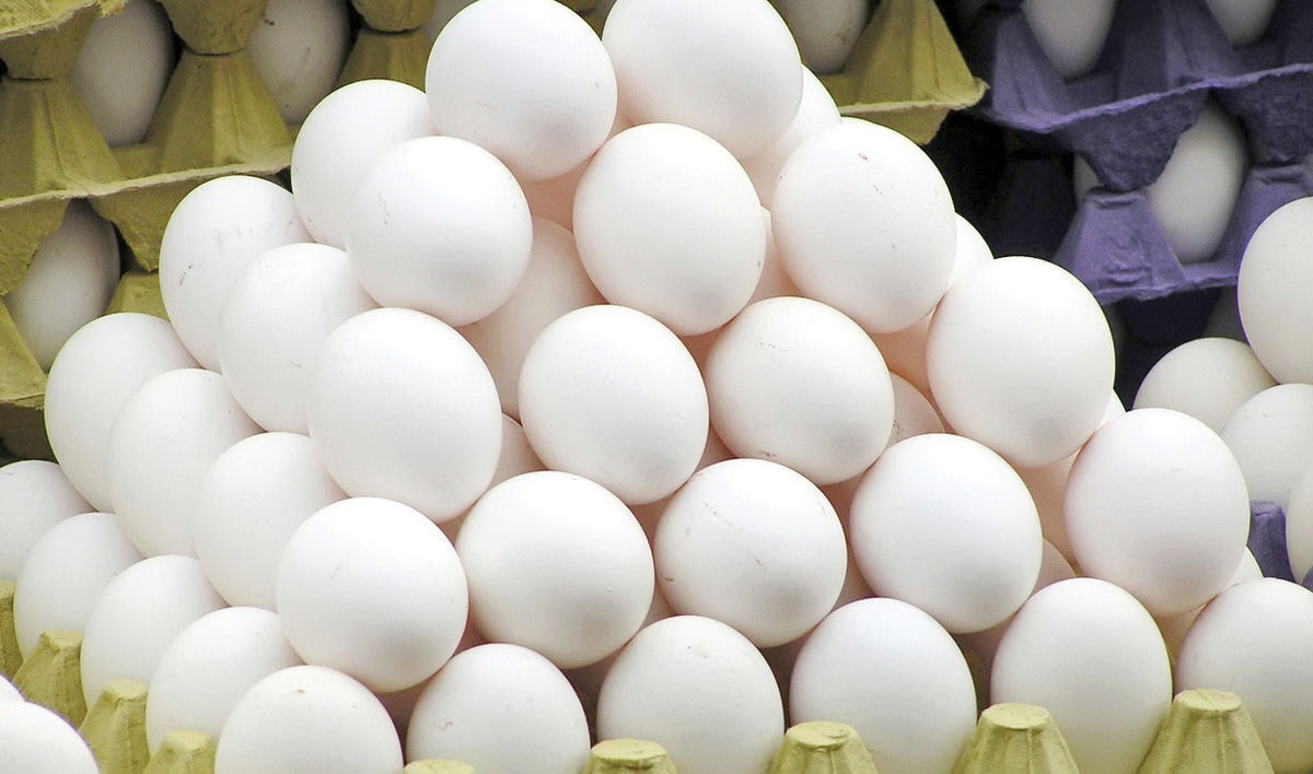 صادرات تخم‌مرغ آزاد شد