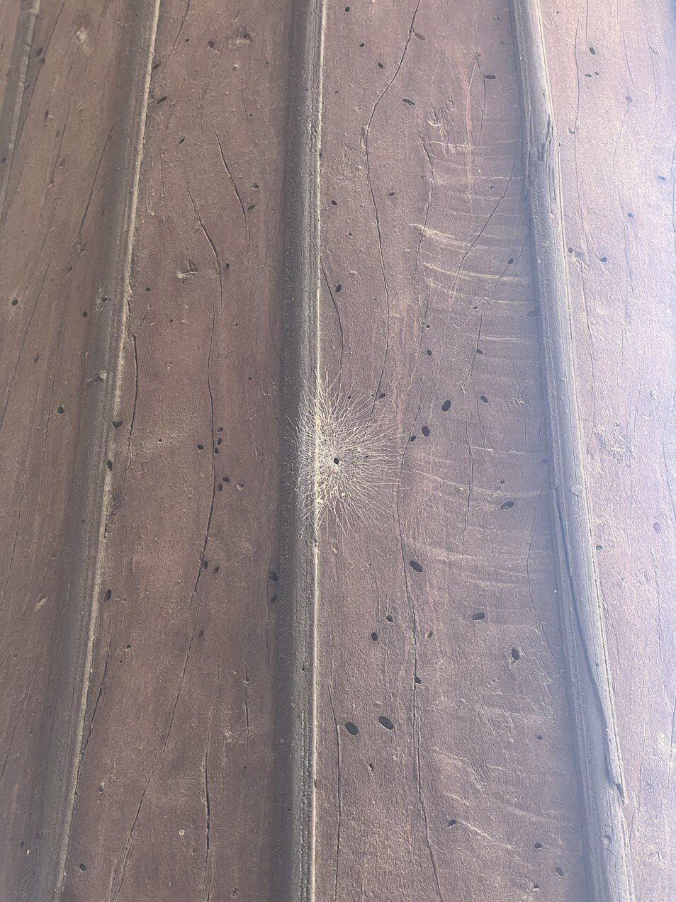 حمله موریانهها به ستونهای چهلستون + عکس