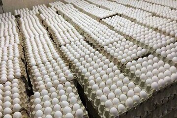 قیمت تخم امروز ۹ اردیبهشت / تخم‌مرغ بسته‌بندی شده چند؟ + جدول