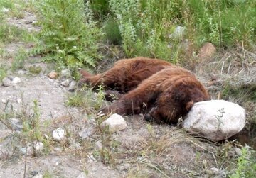 مرگ «خرس قهوه‌ای» بر اثر تصادف در محور دالاهو