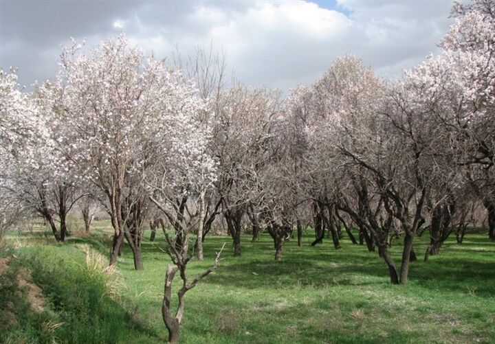 باغستان سنتی قزوین در جیاس ثبت شد