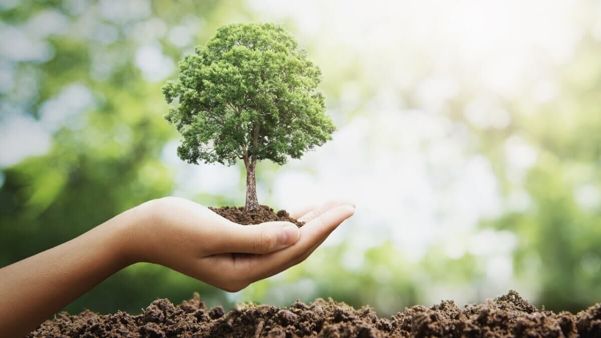 اجرای طرح مردمی کاشت درخت در مازندران / سکوت منابع طبیعی ساری
