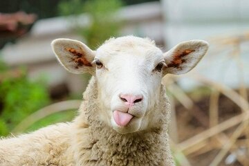 این گوسفند در اینستاگرام ۳۰ هزار فالوور جذب کرد! + فیلم