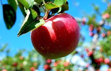 صادرات ۱۰۰ هزار تن سیب از دماوند به کشورهای جهان! + فیلم