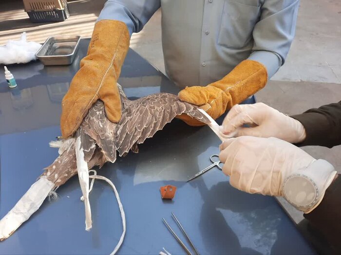 باند قاچاق ۱۱ پرنده شکاری متلاشی شد + جزییات