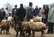 قیمت گوسفند و گوساله زنده در میدان روز دام اعلام شد + جدول