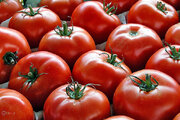 افزایش ناگهانی قیمت گوجه‌فرنگی در بازار میوه و تره‌بار!