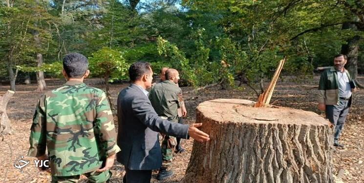 زخم تبر بر تن فسیلهای زنده هیرکانی