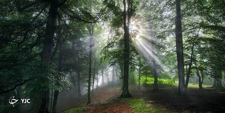 زخم تبر بر تن فسیلهای زنده هیرکانی