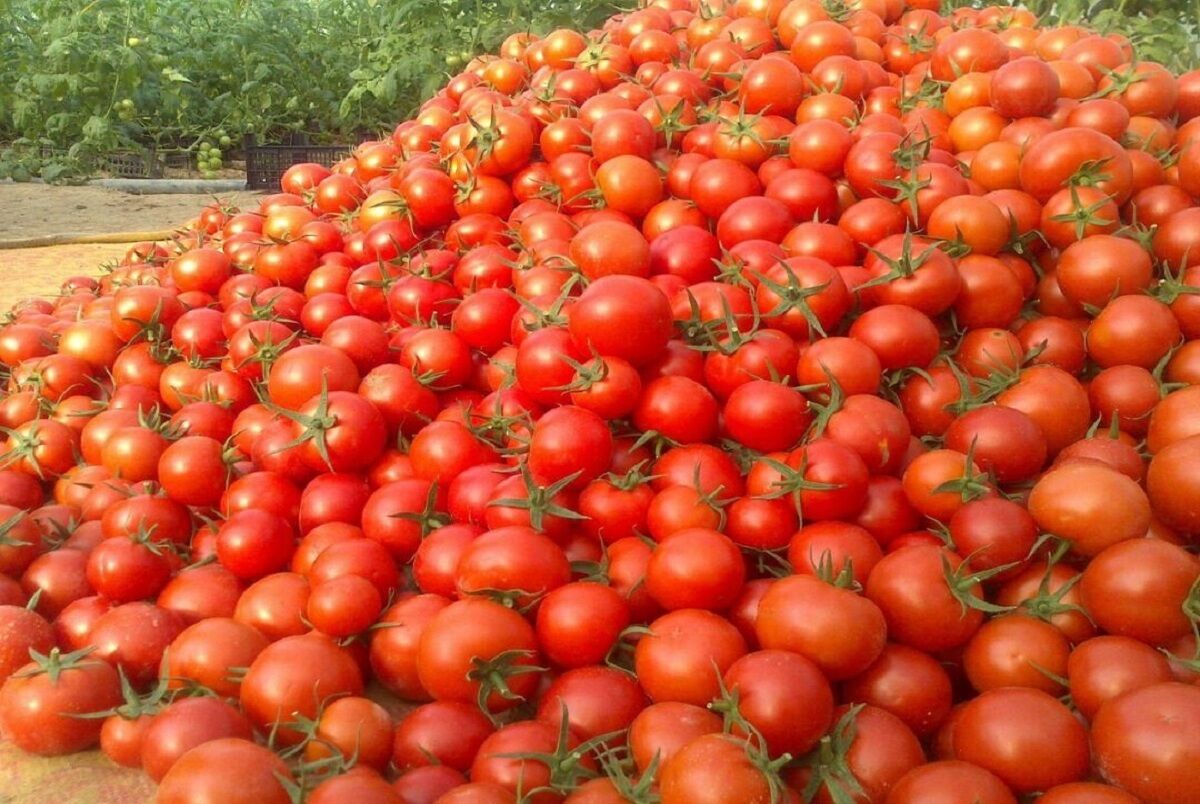 گوجه تا ۱۰ روز دیگر ارزان می‌شود