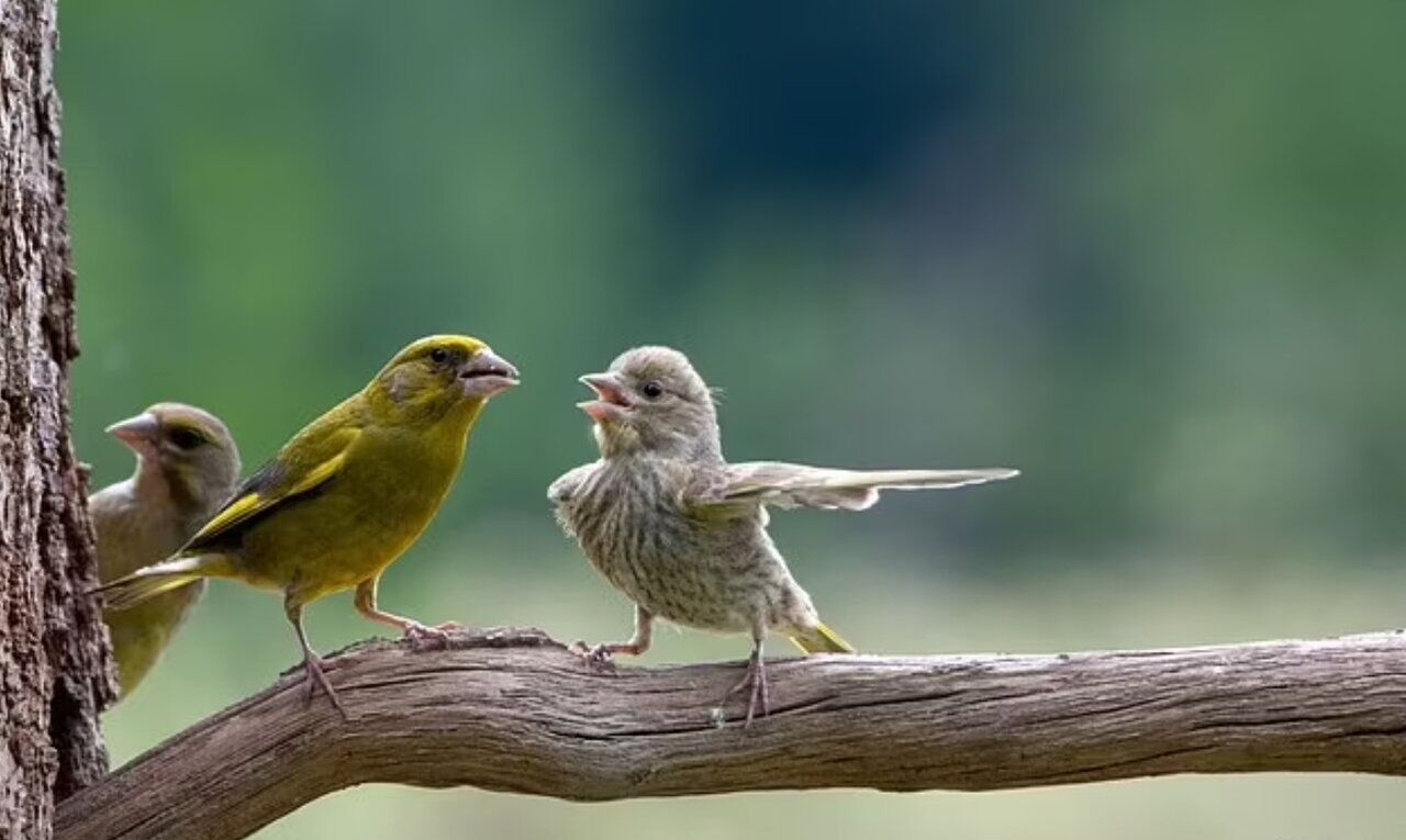 پرنده‌ها هم جر و بحث می‌کنند؟/ این عکس را ببینید!