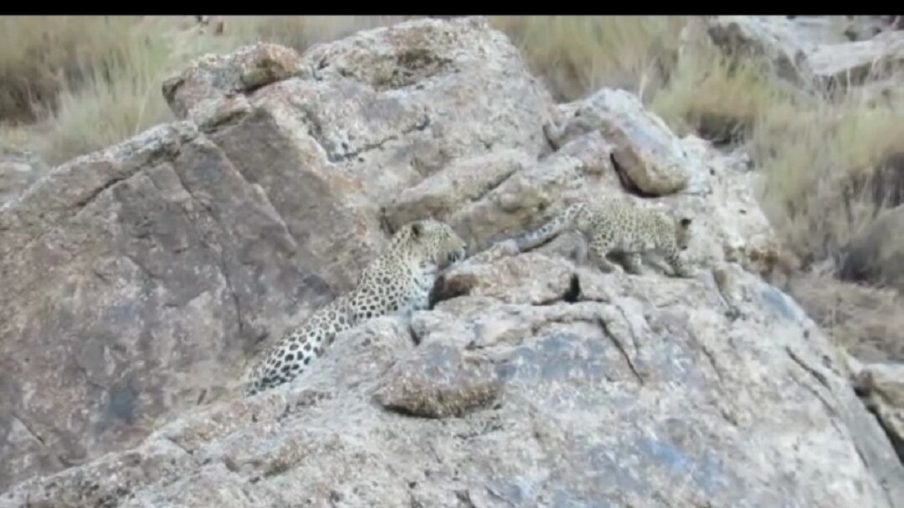 هشت قلاده پلنگ در خراسان رضوی مشاهده شد