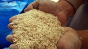  قیمت برنج پاکستانی درجه یک کیلویی چند؟ + جدول آذرماه (دانه بلند، نفیس، هایلی و...)