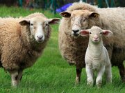 قیمت محصولات کشاورزی در تابستان ۱۴۰۲ /  گوسفند زنده ۱۶۰ درصد گران شد!