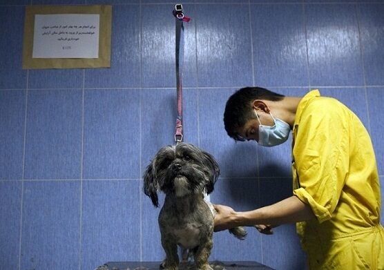 هزینه نجومی نگرانی سگهای خانگی!