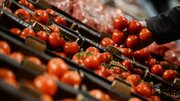 خبر خوش درباره قیمت گوجه فرنگی