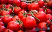 عوارض صادراتی گوجه فرنگی افزایش یافت