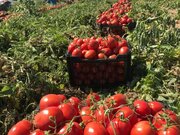 ممنوعیت صادرات گوجه فرنگی و پیاز / گوجه ارزان می‌شود؟