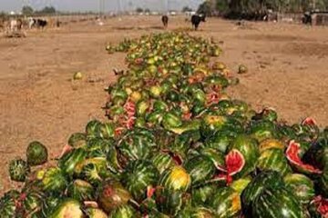 آمار عجیب از دورریز محصولات کشاورزی در ایران