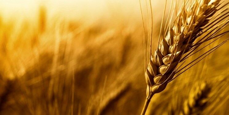 کشت گندم با بهرهوری فعلی برای کشاورز صرفه اقتصادی ندارد