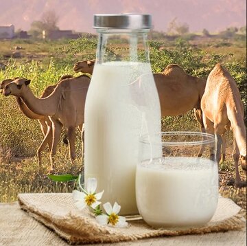 خواص عجیب شیر شتر برای مردان! + لیست قیمت انواع شیر محلی و پاستوریزه